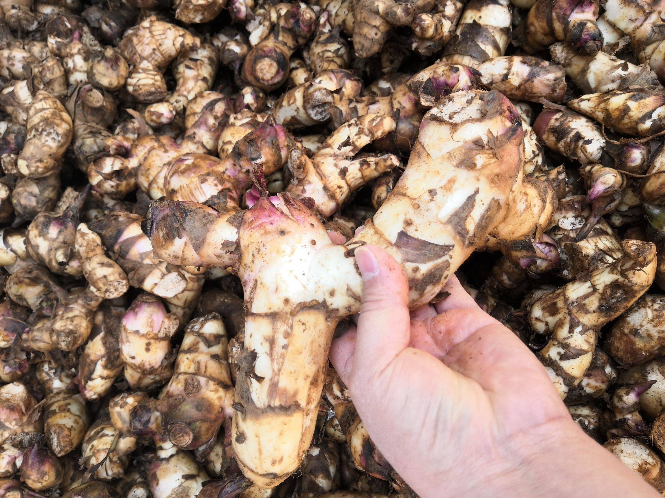 芭蕉芋淀粉加工原料