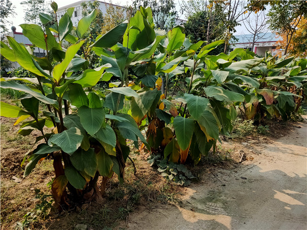 芭蕉芋植物
