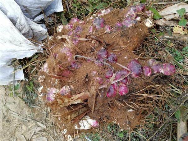 芭蕉芋種植