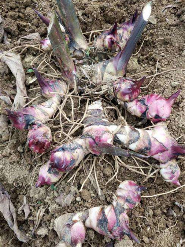 芭蕉芋塊根