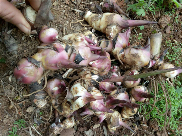 芭蕉芋淀粉加工設備