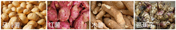 芭蕉芋淀粉加工