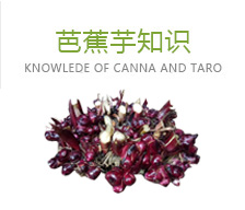 芭蕉芋知識